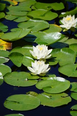White water lilies on a sunny pond