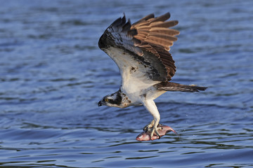 Osprey (Pandion haliaetus)