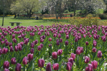 colorful tulips in springtime at sherwood gardens in baltimore maryland