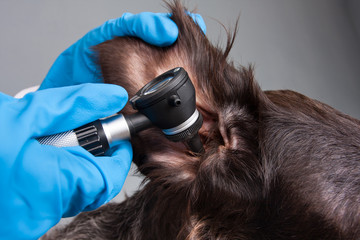 hands of vet examining ear of dog with otoscope