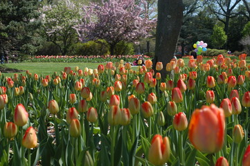 colorful tulips in springtime at sherwood gardens in baltimore maryland