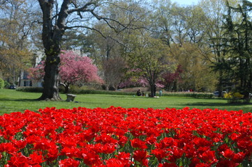 colorful tulips in springtime at sherwood gardens in baltimore maryland