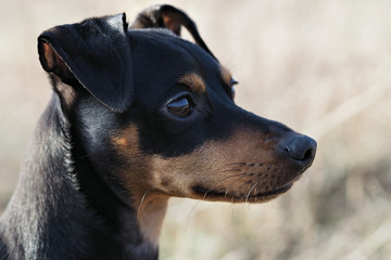 Portrait Hund im hohen vertrockneten Grass im Feld auf Wiese