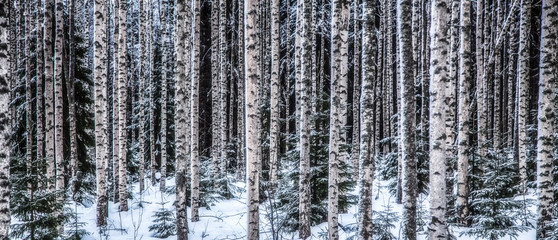 Birch forest is in winter