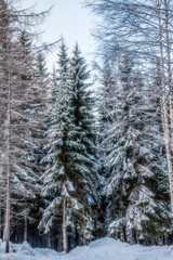 Fototapeta premium Spruce forest is in winter under the snow