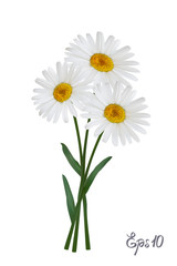 Daisy flower isolated on white background. Chamomile blossom illustration