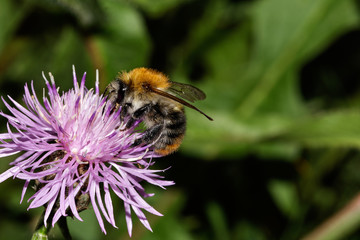 Hornet, bee, bumblebee collects pollen 