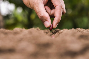 agriculture hand planting seeds red beans in soil