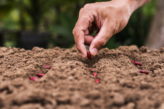 agriculture hand planting seeds red beans in soil
