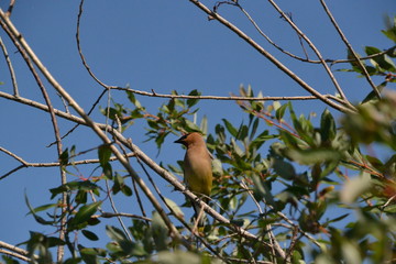 Cedar Waxwing 3