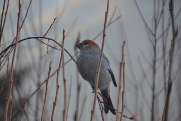Pine Grosbeak going for Breakfast