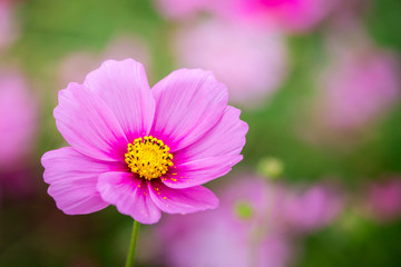 Obraz premium cosmos flower field