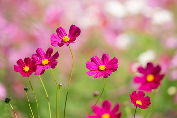 cosmos flower field