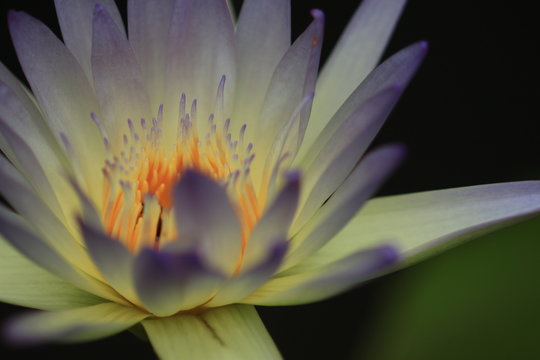 macro photography of the stamens of water lily, Hermine tropical water lily