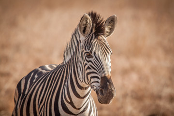 Fototapeta na wymiar Zebra and its Stripes