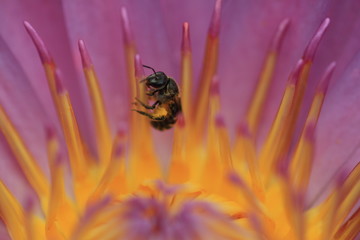 macro photography of the stamens of water lily, deep violet tropical type, bee with pollen on its leg inside