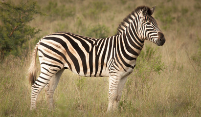Naklejka na ściany i meble Zebra and its Stripes