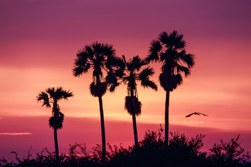 silhouette of sugar Palm tree with sunset