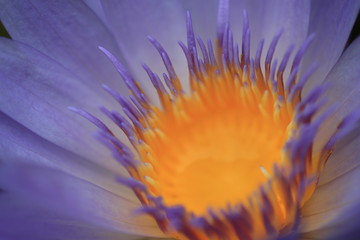 macro photography of the stamens of water lily,  tropical water lily