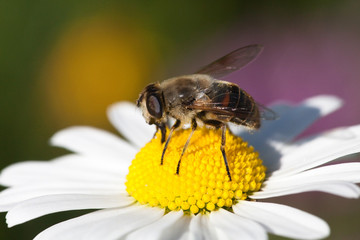 White oxeye daisy