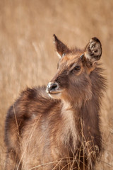 Little Baby Waterbuck