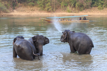 Fototapeta na wymiar Elephants take a bath in Kwae-noi river. Kanchanaburi, Thailand