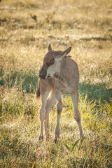 Wildebeest and its young