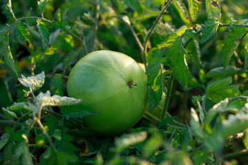 Green Tomatoes in a garden