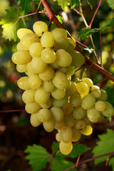 bunch of ripe grapes