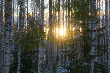 Birch forest is in winter