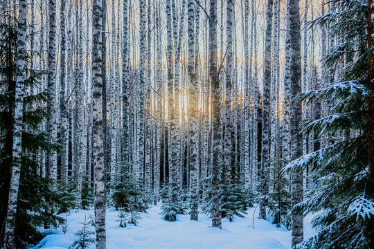 Fototapeta Birch forest is in winter