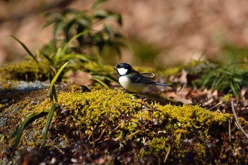 野鳥-シジュウカラ