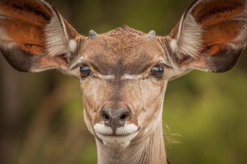 A Portrait of a Kudu