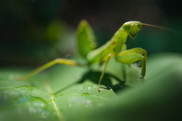 Praying mantis on green leaf