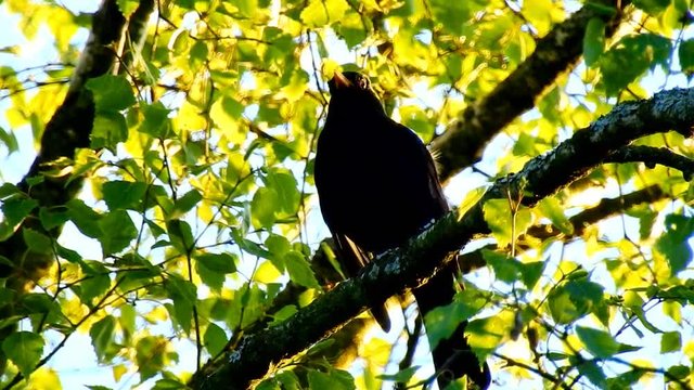 Amsel zwitschert im Baum