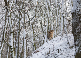 eurasian Wolf in a winter snowy forest