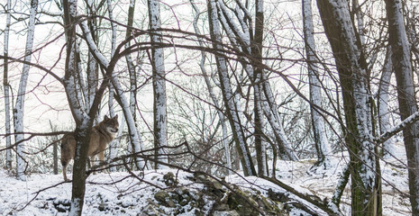 eurasian Wolf in a winter snowy forest