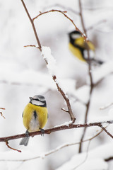 Naklejka premium A little bird chickadee sitting on a branch of tree