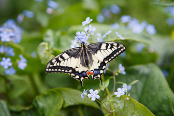 butterfly swallowtail