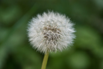 white dandelion with green background