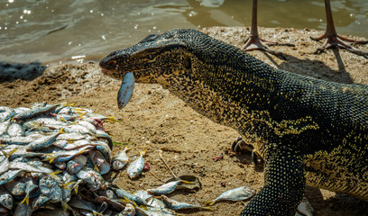 feeding monitor lizard in a zoo of thailand