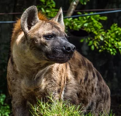 Keuken foto achterwand Hyena hyena in a zoo