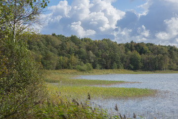 The wildly vegetated coast at the Müritz, Germany