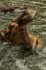 Obraz na płótnie Canvas Hippo mouth open