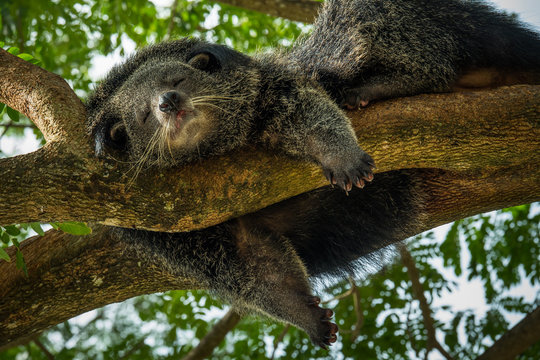 bearcat sleeping in springday