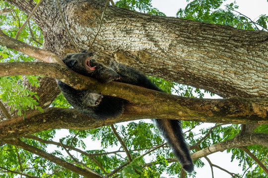bearcat sleeping in springday