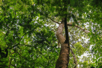 Obraz premium green jungle forest from below