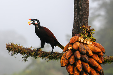 bird eating bananas on a branch
