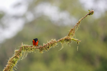orange bird sitting on a branch