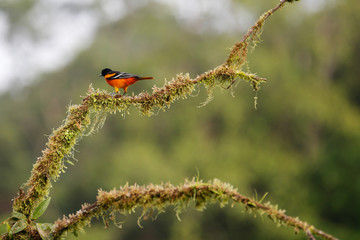 orange bird sitting on a branch